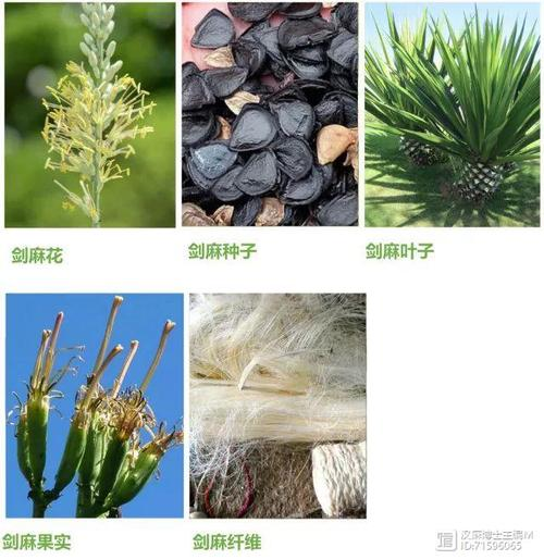 Sword and pyroculture technology