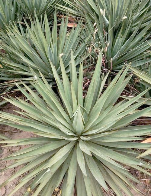 Sword and pyroculture technology