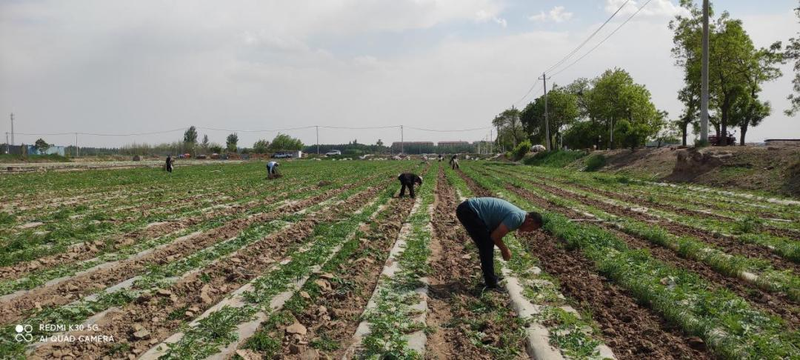 大地西瓜种植技术视频