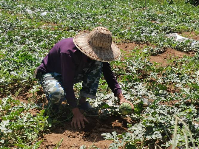 Earth watermelon planting technology video