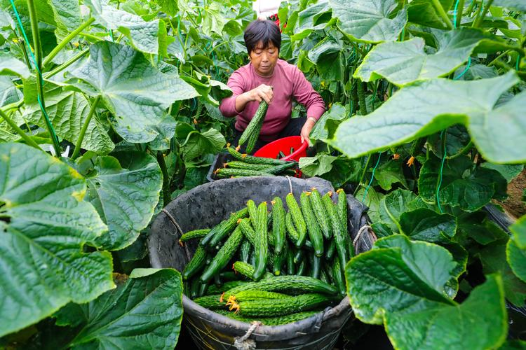Earth watermelon planting technology video