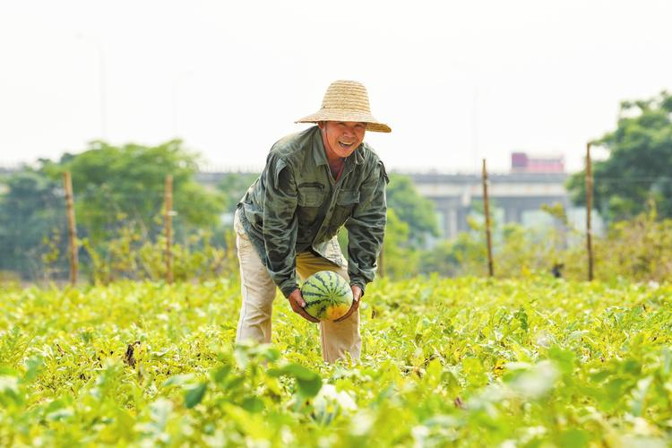 Earth watermelon planting technology video