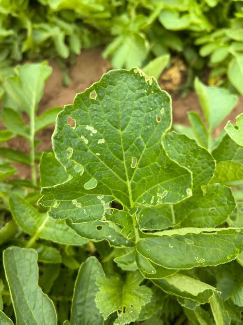 小菜蛾发生规律