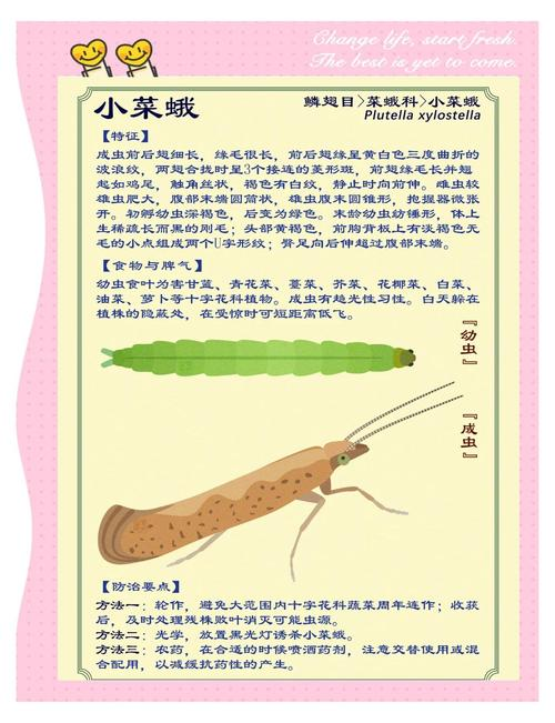小菜蛾发生规律