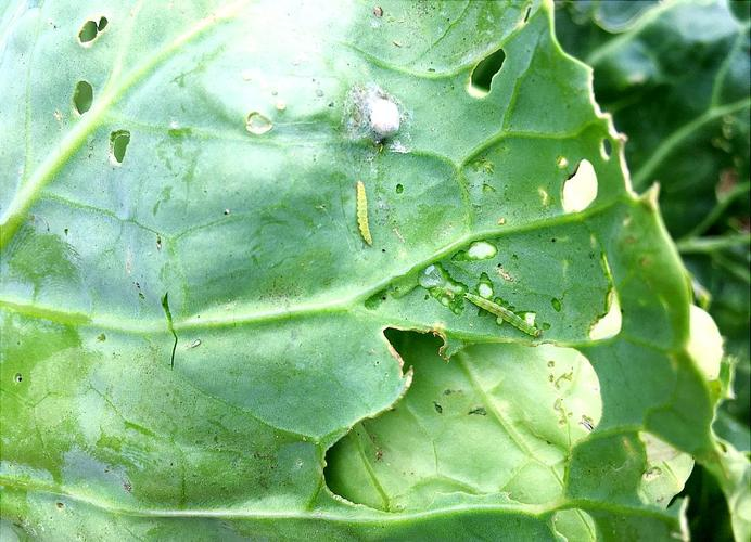 小菜蛾发生规律