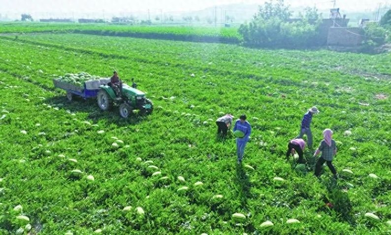 Earth watermelon planting technology video