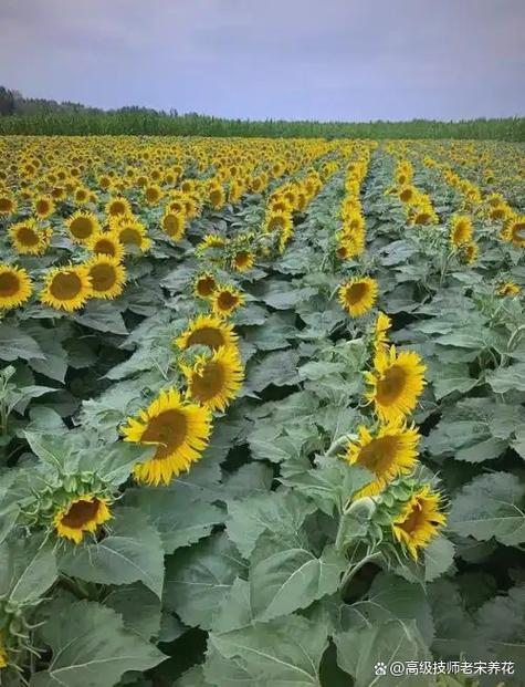 春播油葵种植技术