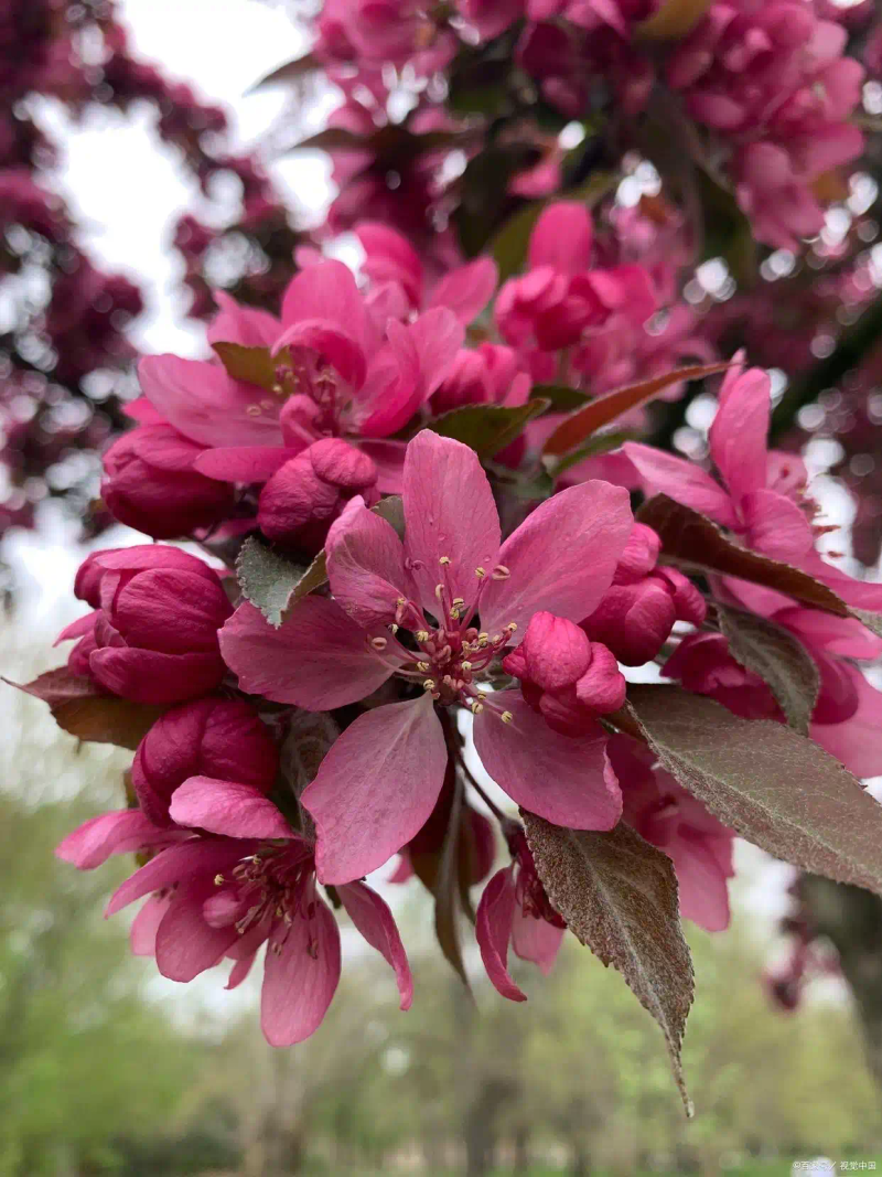 海棠花种植方法