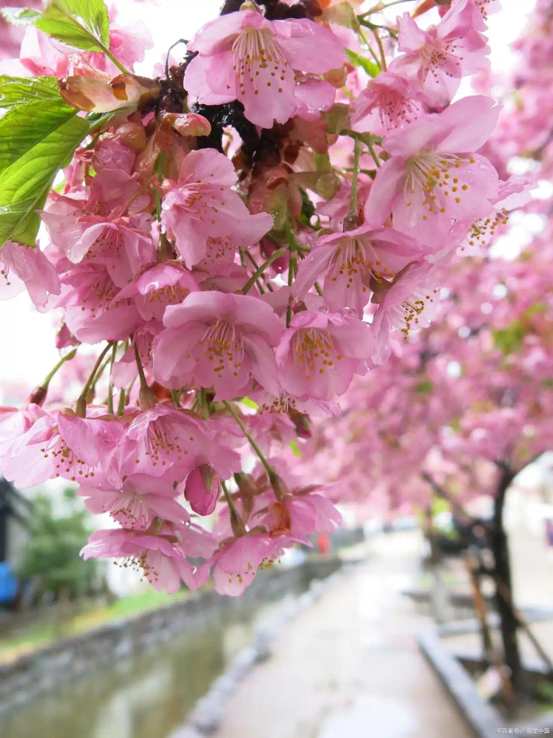 海棠花种植方法