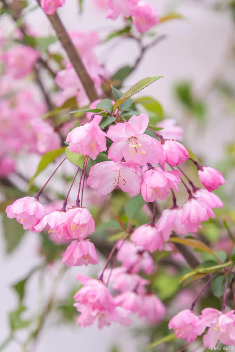 海棠花种植方法