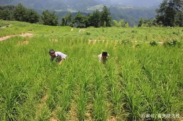 旱地水稻种植技术视频