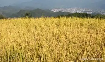 旱地水稻种植技术视频