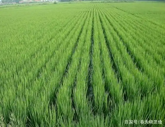 旱地水稻种植技术视频