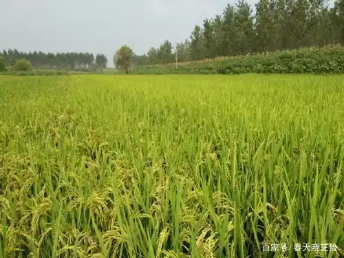 旱地水稻种植技术视频