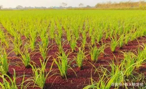 旱地水稻种植技术视频