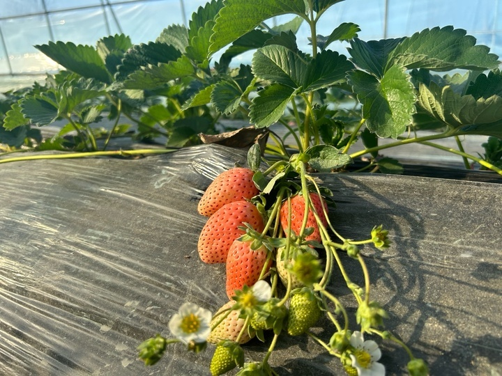 适合江苏种植的水果