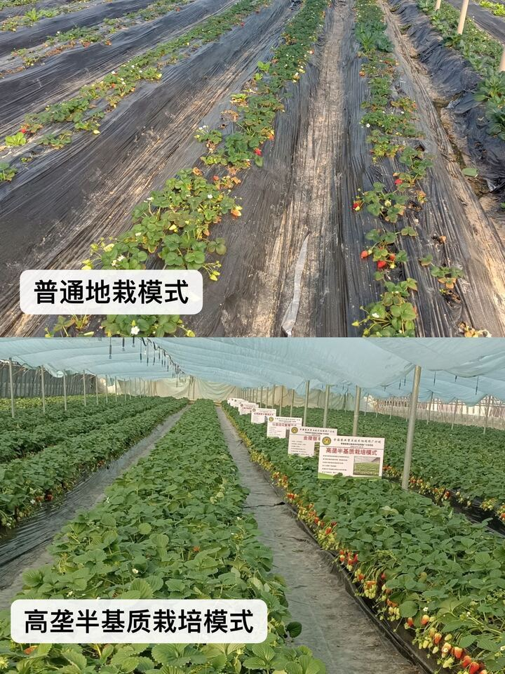 适合江苏种植的水果