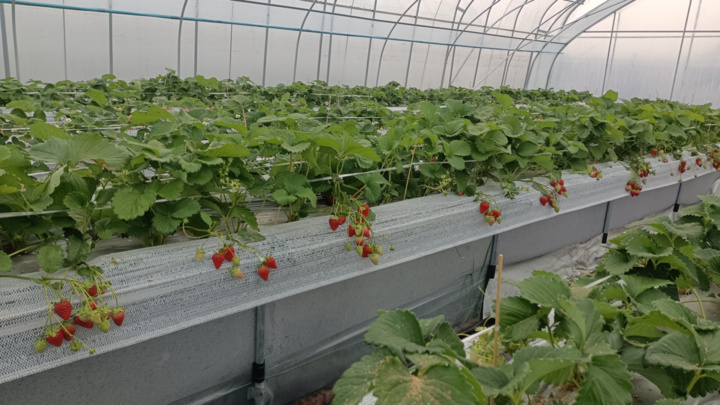 适合江苏种植的水果