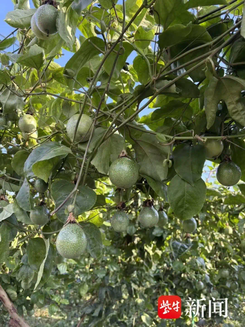 适合江苏种植的水果