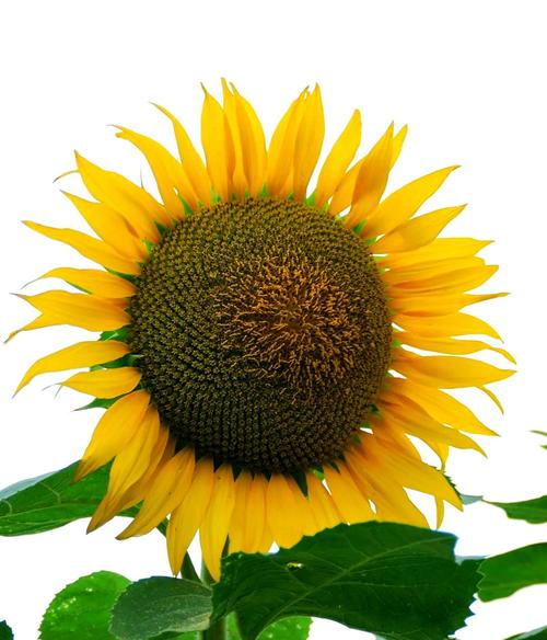 春播油葵种植技术