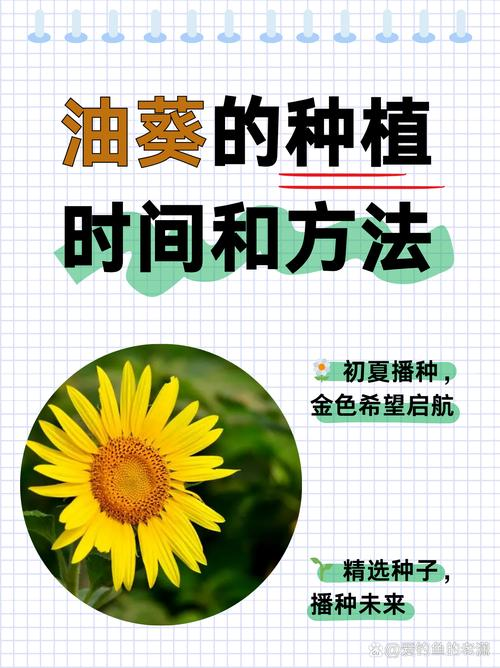 春播油葵种植技术