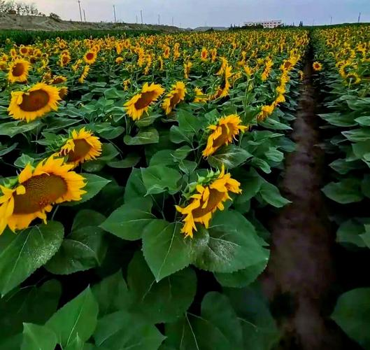 春播油葵种植技术