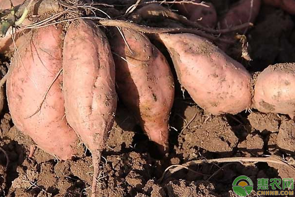 南方农村报番薯种植技术