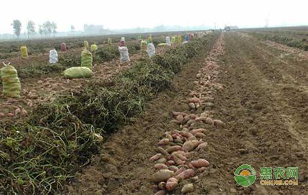 南方农村报番薯种植技术