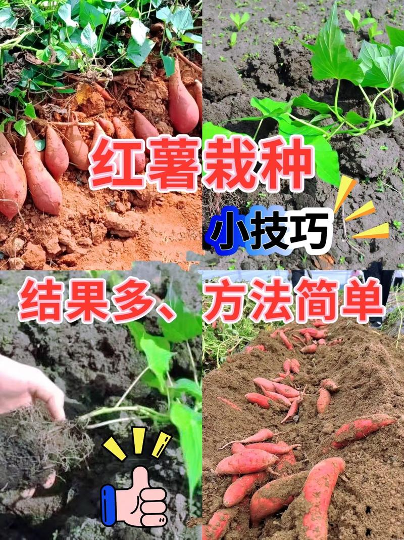 南方农村报番薯种植技术