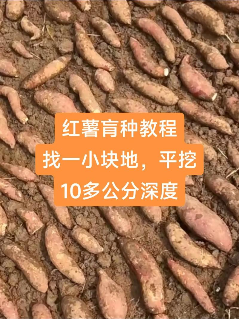 南方农村报番薯种植技术