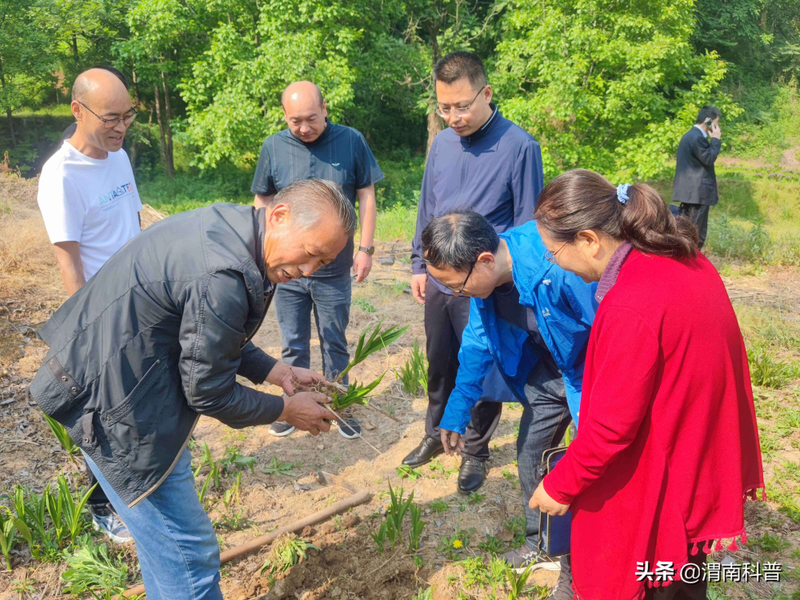 白芨的种植技术