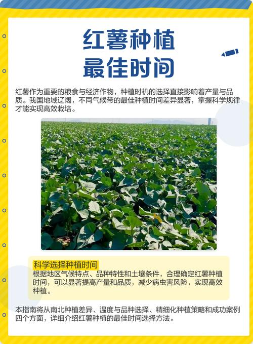 南方农村报番薯种植技术