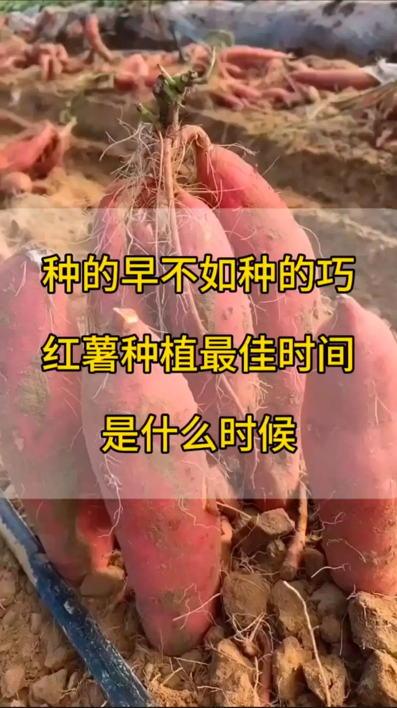 南方农村报番薯种植技术