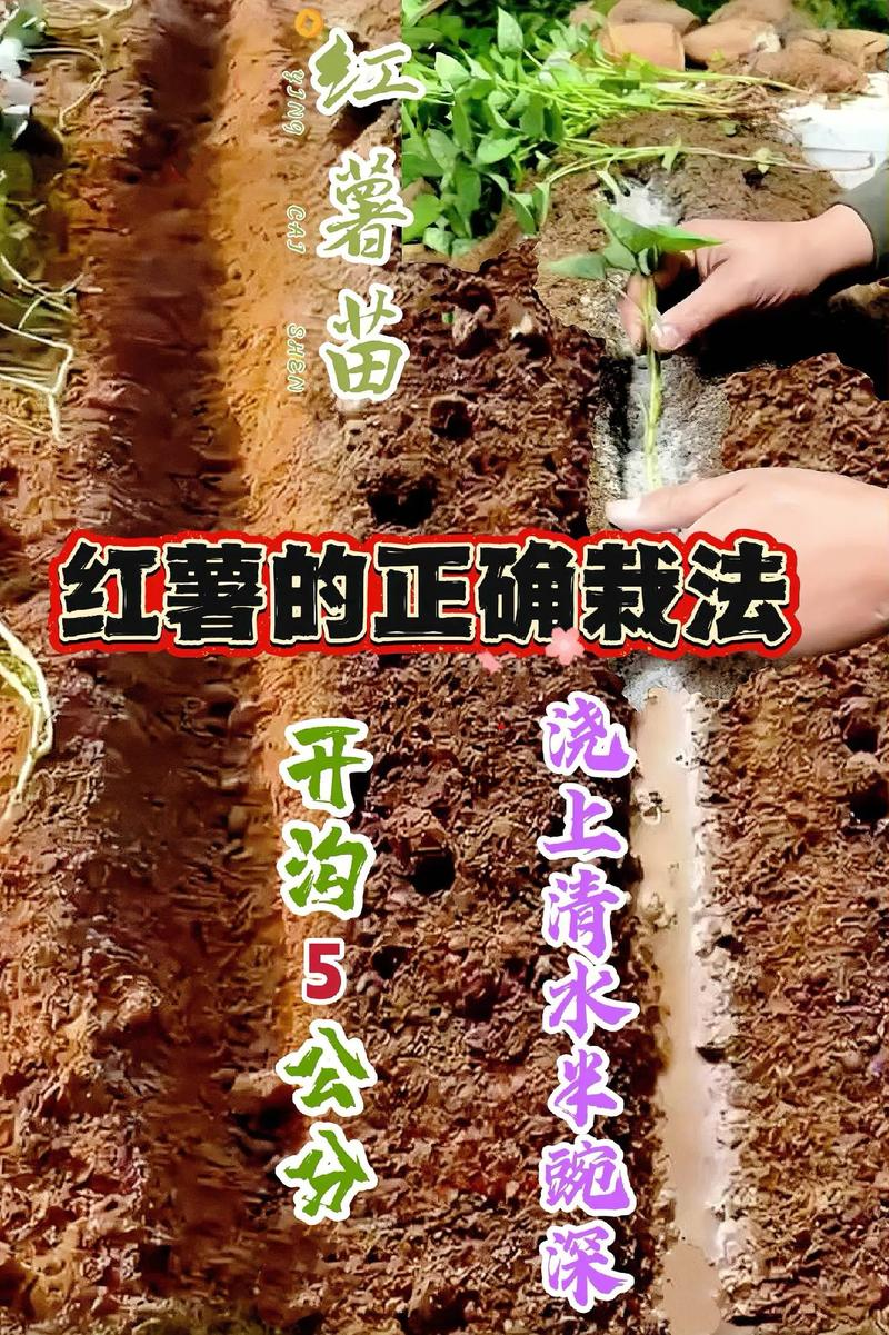 南方农村报番薯种植技术
