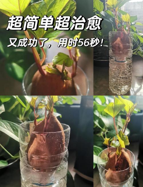 南方农村报番薯种植技术