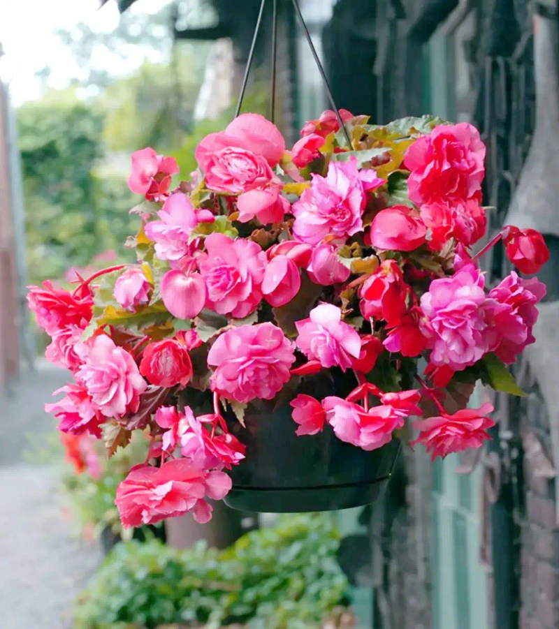 海棠花种植方法