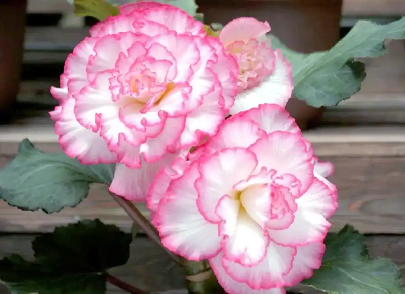 海棠花种植方法