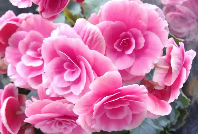 海棠花种植方法