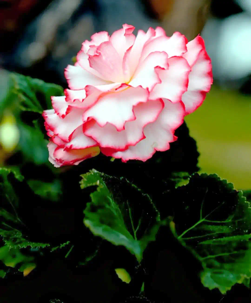 海棠花种植方法