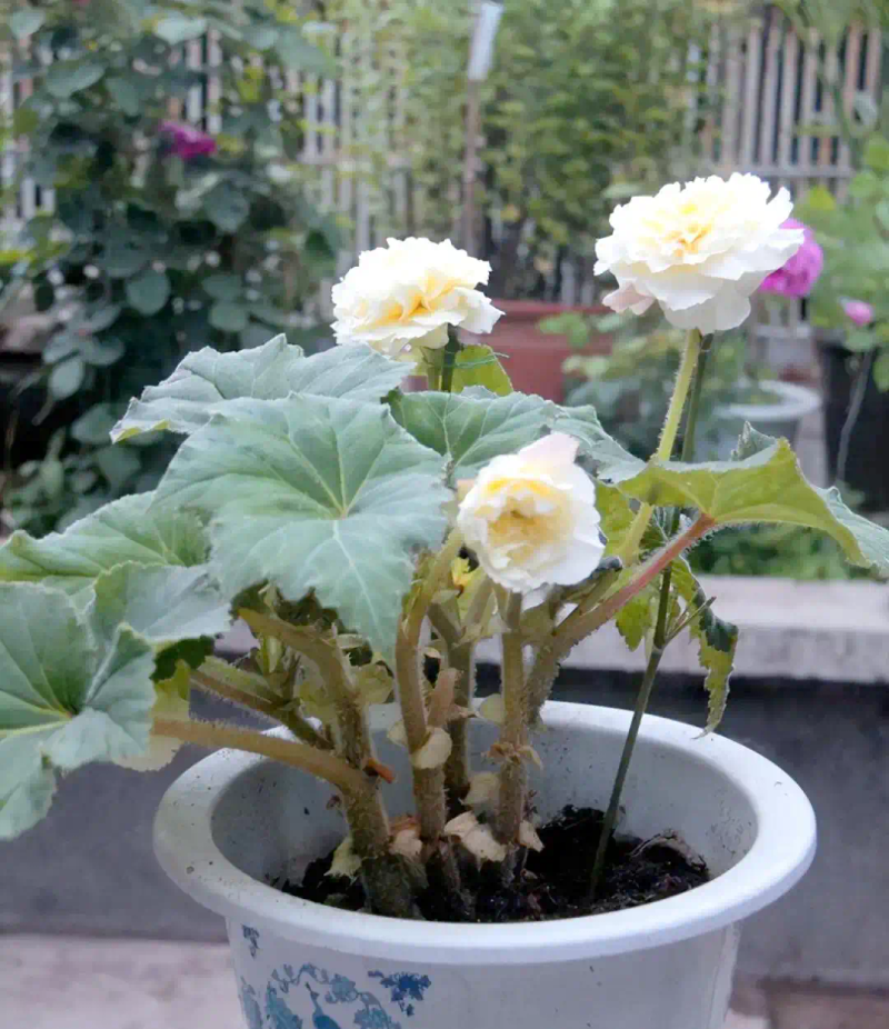 海棠花种植方法