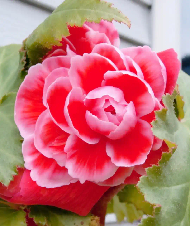 海棠花种植方法