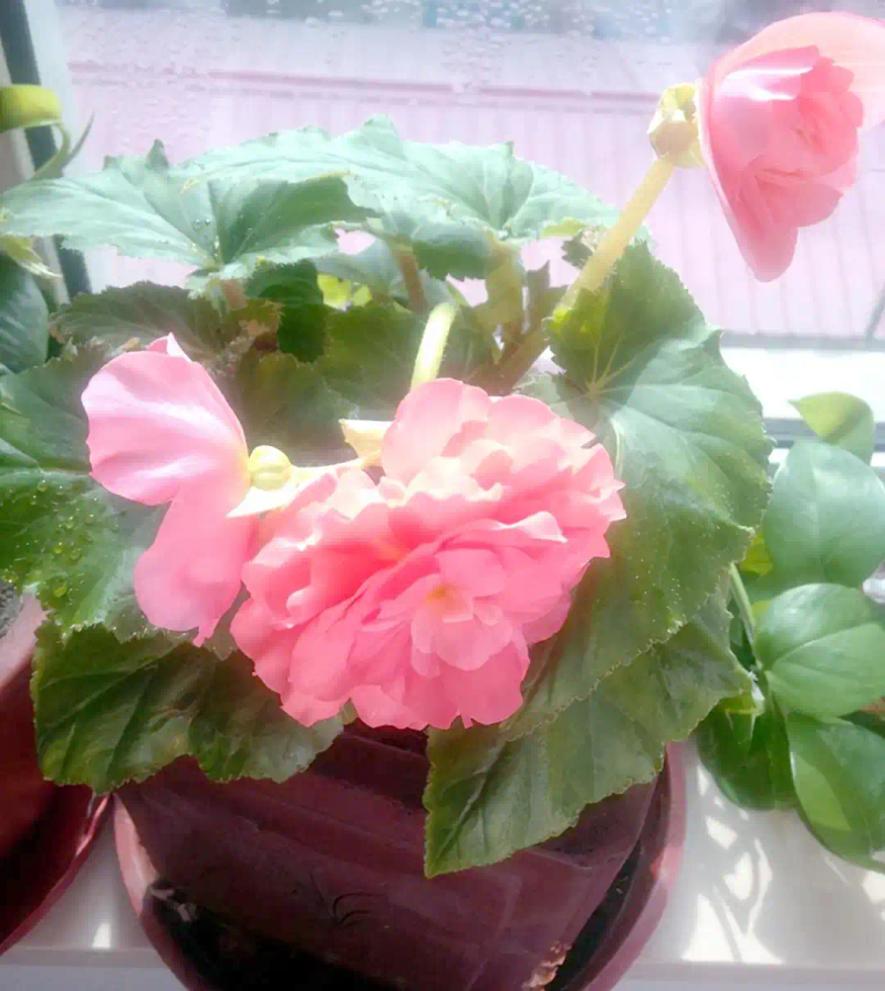 海棠花种植方法