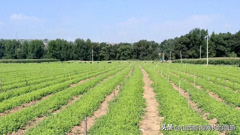 Cultivation methods involving turkish parties