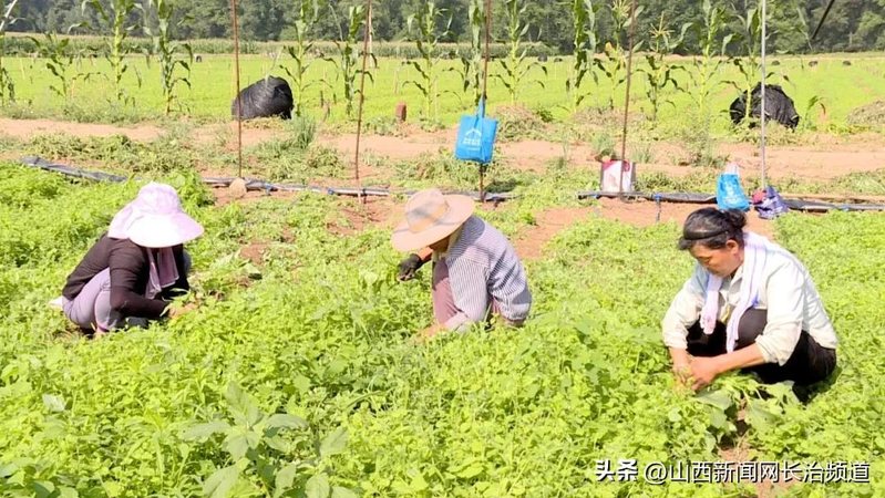 Cultivation methods involving turkish parties