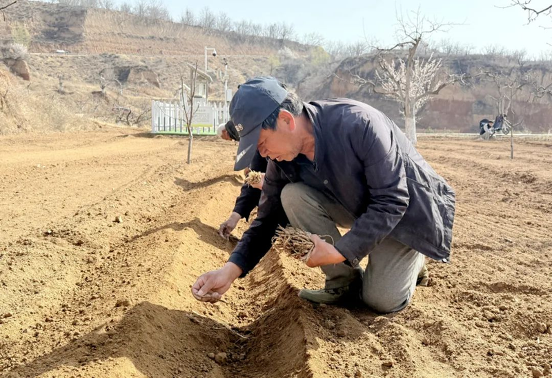 土党参的种植方法