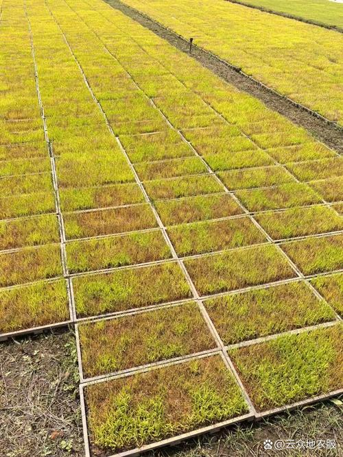 旱地水稻种植技术视频
