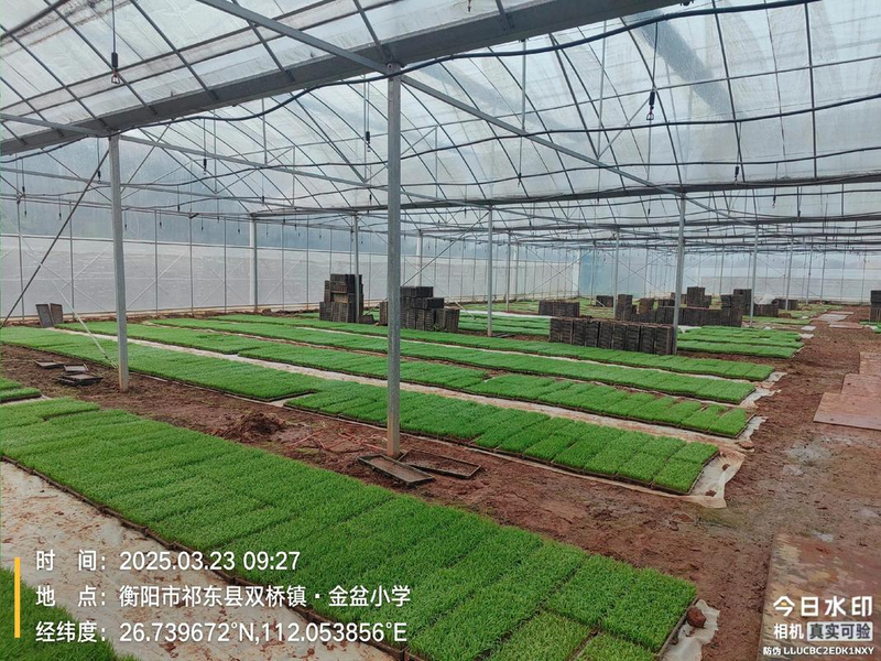 旱地水稻种植技术视频