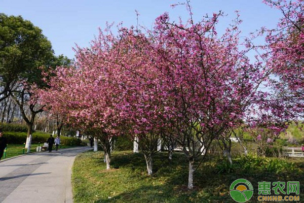 海棠花种植方法