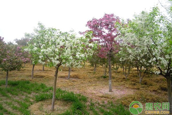 海棠花种植方法