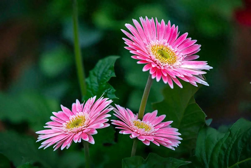 Arihiro plantation technology